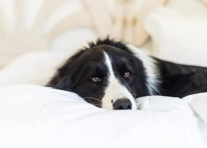 Dunas Do - Torralvor *