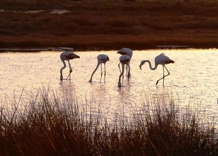 Daire Dunas Do - Torralvor *