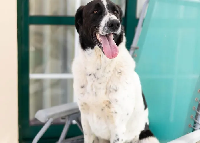 Daire Dunas Do - Torralvor *